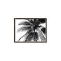 Picture of Black Palm  _GroupedProduct_Rectangle_Landscape_Photography _GroupedProduct_Rectangle_Landscape_Canvas_Framed_