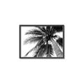Picture of Black Palm  _GroupedProduct_Rectangle_Landscape_Photography _GroupedProduct_Rectangle_Landscape_Canvas_Framed_