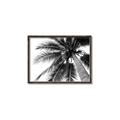 Picture of Black Palm  _GroupedProduct_Rectangle_Landscape_Photography _GroupedProduct_Rectangle_Landscape_Canvas_Framed_