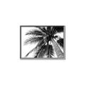Picture of Black Palm  _GroupedProduct_Rectangle_Landscape_Photography _GroupedProduct_Rectangle_Landscape_Canvas_Framed_