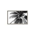 Picture of Black Palm  _GroupedProduct_Rectangle_Landscape_Photography _GroupedProduct_Rectangle_Landscape_Canvas_Framed_