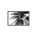 Picture of Black Palm  _GroupedProduct_Rectangle_Landscape_Photography _GroupedProduct_Rectangle_Landscape_Canvas_Framed_