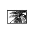 Picture of Black Palm  _GroupedProduct_Rectangle_Landscape_Photography _GroupedProduct_Rectangle_Landscape_Canvas_Framed_