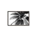 Picture of Black Palm  _GroupedProduct_Rectangle_Landscape_Photography _GroupedProduct_Rectangle_Landscape_Canvas_Framed_
