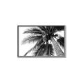 Picture of Black Palm  _GroupedProduct_Rectangle_Landscape_Photography _GroupedProduct_Rectangle_Landscape_Canvas_Framed_