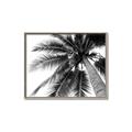 Picture of Black Palm  _GroupedProduct_Rectangle_Landscape_Photography _GroupedProduct_Rectangle_Landscape_Canvas_Framed_