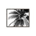 Picture of Black Palm  _GroupedProduct_Rectangle_Landscape_Photography _GroupedProduct_Rectangle_Landscape_Canvas_Framed_