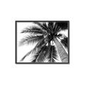 Picture of Black Palm  _GroupedProduct_Rectangle_Landscape_Photography _GroupedProduct_Rectangle_Landscape_Canvas_Framed_