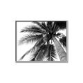 Picture of Black Palm  _GroupedProduct_Rectangle_Landscape_Photography _GroupedProduct_Rectangle_Landscape_Canvas_Framed_