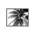 Picture of Black Palm  _GroupedProduct_Rectangle_Landscape_Photography _GroupedProduct_Rectangle_Landscape_Canvas_Framed_