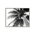Picture of Black Palm  _GroupedProduct_Rectangle_Landscape_Photography _GroupedProduct_Rectangle_Landscape_Canvas_Framed_
