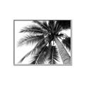 Picture of Black Palm  _GroupedProduct_Rectangle_Landscape_Photography _GroupedProduct_Rectangle_Landscape_Canvas_Framed_