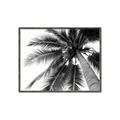 Picture of Black Palm  _GroupedProduct_Rectangle_Landscape_Photography _GroupedProduct_Rectangle_Landscape_Canvas_Framed_
