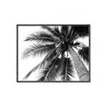 Picture of Black Palm  _GroupedProduct_Rectangle_Landscape_Photography _GroupedProduct_Rectangle_Landscape_Canvas_Framed_