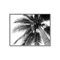 Picture of Black Palm  _GroupedProduct_Rectangle_Landscape_Photography _GroupedProduct_Rectangle_Landscape_Canvas_Framed_