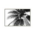 Picture of Black Palm  _GroupedProduct_Rectangle_Landscape_Photography _GroupedProduct_Rectangle_Landscape_Canvas_Framed_