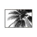 Picture of Black Palm  _GroupedProduct_Rectangle_Landscape_Photography _GroupedProduct_Rectangle_Landscape_Canvas_Framed_