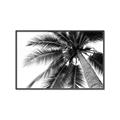 Picture of Black Palm  _GroupedProduct_Rectangle_Landscape_Photography _GroupedProduct_Rectangle_Landscape_Canvas_Framed_