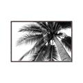 Picture of Black Palm  _GroupedProduct_Rectangle_Landscape_Photography _GroupedProduct_Rectangle_Landscape_Canvas_Framed_