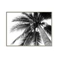 Picture of Black Palm  _GroupedProduct_Rectangle_Landscape_Photography _GroupedProduct_Rectangle_Landscape_Canvas_Framed_