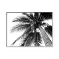 Picture of Black Palm  _GroupedProduct_Rectangle_Landscape_Photography _GroupedProduct_Rectangle_Landscape_Canvas_Framed_