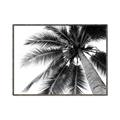Picture of Black Palm  _GroupedProduct_Rectangle_Landscape_Photography _GroupedProduct_Rectangle_Landscape_Canvas_Framed_