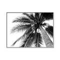 Picture of Black Palm  _GroupedProduct_Rectangle_Landscape_Photography _GroupedProduct_Rectangle_Landscape_Canvas_Framed_