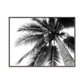 Picture of Black Palm  _GroupedProduct_Rectangle_Landscape_Photography _GroupedProduct_Rectangle_Landscape_Canvas_Framed_