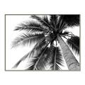 Picture of Black Palm  _GroupedProduct_Rectangle_Landscape_Photography _GroupedProduct_Rectangle_Landscape_Canvas_Framed_