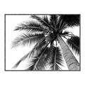 Picture of Black Palm  _GroupedProduct_Rectangle_Landscape_Photography _GroupedProduct_Rectangle_Landscape_Canvas_Framed_