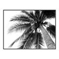 Picture of Black Palm  _GroupedProduct_Rectangle_Landscape_Photography _GroupedProduct_Rectangle_Landscape_Canvas_Framed_