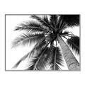 Picture of Black Palm  _GroupedProduct_Rectangle_Landscape_Photography _GroupedProduct_Rectangle_Landscape_Canvas_Framed_
