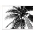 Picture of Black Palm  _GroupedProduct_Rectangle_Landscape_Photography _GroupedProduct_Rectangle_Landscape_Canvas_Framed_