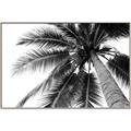 Picture of Black Palm  _GroupedProduct_Rectangle_Landscape_Photography _GroupedProduct_Rectangle_Landscape_Canvas_Framed_