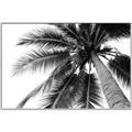 Picture of Black Palm  _GroupedProduct_Rectangle_Landscape_Photography _GroupedProduct_Rectangle_Landscape_Canvas_Framed_