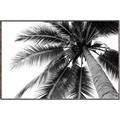Picture of Black Palm  _GroupedProduct_Rectangle_Landscape_Photography _GroupedProduct_Rectangle_Landscape_Canvas_Framed_