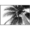 Picture of Black Palm  _GroupedProduct_Rectangle_Landscape_Photography _GroupedProduct_Rectangle_Landscape_Canvas_Framed_