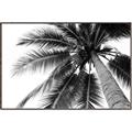 Picture of Black Palm  _GroupedProduct_Rectangle_Landscape_Photography _GroupedProduct_Rectangle_Landscape_Canvas_Framed_