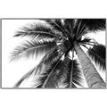 Picture of Black Palm  _GroupedProduct_Rectangle_Landscape_Photography _GroupedProduct_Rectangle_Landscape_Canvas_Framed_