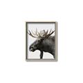 Picture of Moose _GroupedProduct_Rectangle_Portrait_Photography _GroupedProduct_Rectangle_Portrait_Canvas_Framed_