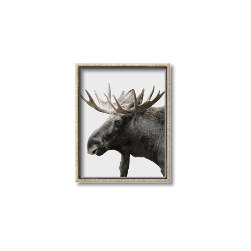 Picture of Moose _GroupedProduct_Rectangle_Portrait_Photography _GroupedProduct_Rectangle_Portrait_Canvas_Framed_