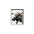 Picture of Moose _GroupedProduct_Rectangle_Portrait_Photography _GroupedProduct_Rectangle_Portrait_Canvas_Framed_