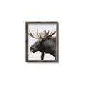 Picture of Moose _GroupedProduct_Rectangle_Portrait_Photography _GroupedProduct_Rectangle_Portrait_Canvas_Framed_