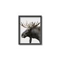 Picture of Moose _GroupedProduct_Rectangle_Portrait_Photography _GroupedProduct_Rectangle_Portrait_Canvas_Framed_