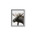 Picture of Moose _GroupedProduct_Rectangle_Portrait_Photography _GroupedProduct_Rectangle_Portrait_Canvas_Framed_