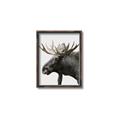 Picture of Moose _GroupedProduct_Rectangle_Portrait_Photography _GroupedProduct_Rectangle_Portrait_Canvas_Framed_
