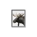 Picture of Moose _GroupedProduct_Rectangle_Portrait_Photography _GroupedProduct_Rectangle_Portrait_Canvas_Framed_
