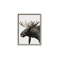 Picture of Moose _GroupedProduct_Rectangle_Portrait_Photography _GroupedProduct_Rectangle_Portrait_Canvas_Framed_