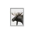 Picture of Moose _GroupedProduct_Rectangle_Portrait_Photography _GroupedProduct_Rectangle_Portrait_Canvas_Framed_