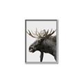 Picture of Moose _GroupedProduct_Rectangle_Portrait_Photography _GroupedProduct_Rectangle_Portrait_Canvas_Framed_